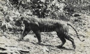 Hasil Analisa DNA: Sampel Rambut dari Surade Sukabumi Milik Harimau Jawa