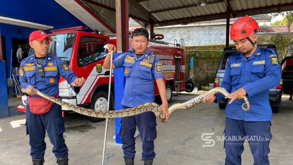 Dramatis, Ular Sanca Kembang Dievakuasi Petugas Damkar Cibadak