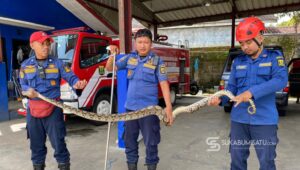 Dramatis, Ular Sanca Kembang Dievakuasi Petugas Damkar Cibadak