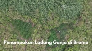 Ladang Ganja di Gunung Bromo Terkuak, Larangan Drone Jadi Sorotan Ini Faktanya