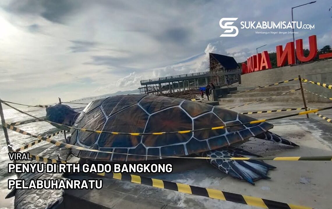 Viral Penyu Gado Bangkong Palabuhanratu Dari Kardus, Ini Faktanya