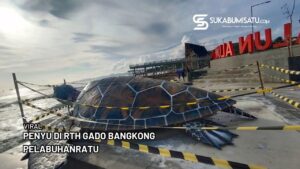 Viral Penyu Gado Bangkong Palabuhanratu Dari Kardus, Ini Faktanya