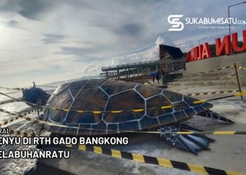 Viral Penyu Gado Bangkong Palabuhanratu Dari Kardus, Ini Faktanya