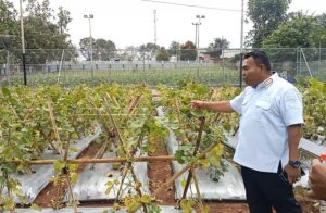 Kalapas Warungkiara Buat Gebrakan: Tanam Melon Bersama Warga Binaan untuk Ketahanan Pangan