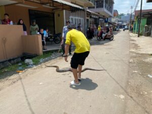 Masuk Kampung, Ular Sanca Kembang Gegerkan Warga Cibadak
