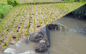 Bendungan Leuwi Bangga di Cibadak Jebol, 3 Desa Terancam Gagal Panen