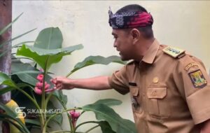 Jadi Daya Tarik Warga, Pohon Pisang Merah Hiasi Halaman Kantor Kecamatan Cibadak