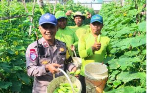 Polsek Cibadak Ciptakan Ketahanan Pangan Lewat Sinergi dengan Petani