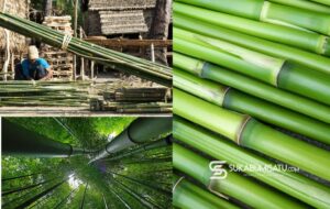 Bambu di Ujung Janji: Ekologi Terancam, Potensi Terabaikan