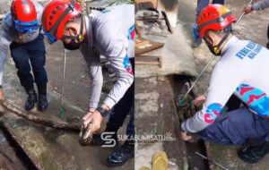 Kampung Gempar! Ular Sanca Batik Raksasa Ditemukan di Pemukiman Sukabumi