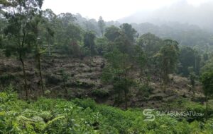 Dampak Pembalakan Liar di Hutan Lindung Gunung Halimun Salak: Warga Resah, Banjir dan Longsor Mengintai
