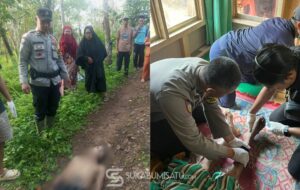 Membiru, Kakek Tua di Sukabumi Tewas Terkena Bisa King Kobra
