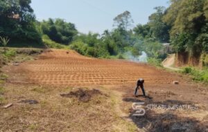 BUMDes Caringin Kembangkan Program Penanaman Jagung, Didukung Dinas Ketahanan Pangan Kabupaten Sukabumi