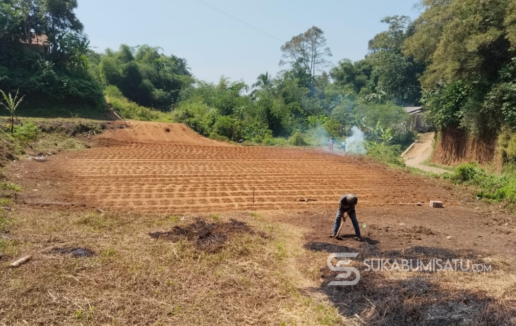 BUMDes Caringin Kembangkan Program Penanaman Jagung, Didukung Dinas Ketahanan Pangan Kabupaten Sukabumi