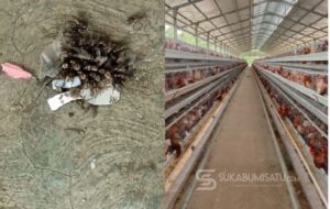 Diserbu Kawanan Lalat, Warga Enam Kampung Geruduk Kandang Ayam di Hegarmanah