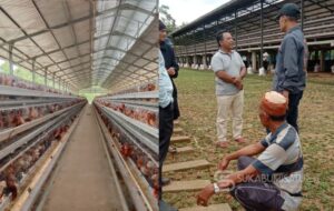 Kandang Hegarmanah Beri Klarifikasi: Lonjakan Lalat Dipicu Cuaca, Bukan Kelalaian Perusahaan