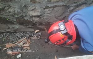 Puluhan Anak Ular Sanca Batik Muncul di Depan Kantor Dinas Pariwisata, Warga Jajaway Gempar