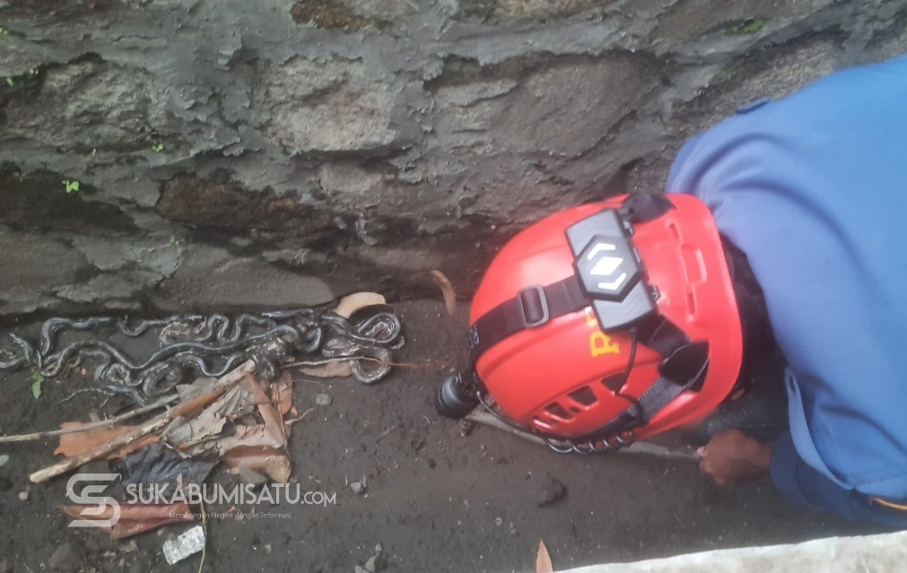 Puluhan Anak Ular Sanca Batik Muncul di Depan Kantor Dinas Pariwisata, Warga Jajaway Gempar