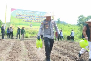 Sinergi Ketahanan Pangan, Polres Sukabumi Tanam Jagung Serentak di Palabuhanratu