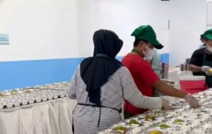 Mengurai Nasib Program MBG: Bertahan atau Kandas di Tengah Badai Hukum Badan Gizi Nasional?