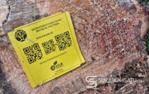 Penebangan di Tengah Bencana Hutan Hanjuang Jampang Disorot, Perhutani Dinilai Tak Punya Nurani