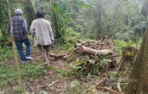 Ada Patok BPN dan Wisata Tanpa Izin di Hutan Lindung Halimun Salak, Kemana Pemerintah Daerah?