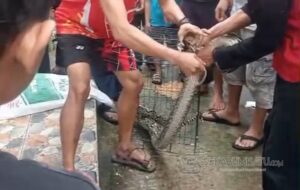 Hujan Deras, Ular Piton 3 Meter Hadang Warga Cidahu Saat Mau ke Masjid