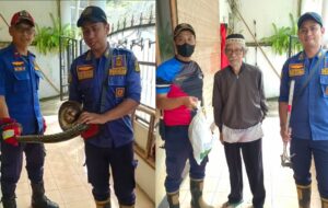 Geger! Ular Sanca Dua Meter Muncul dari Lubang Kloset di Cibadak Sukabumi