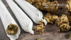 Ironis! Pegawai Dapur Gizi (SPPG) Sukabumi Diciduk Polisi, ‘Nyambi’ Tanam Ganja di Pot