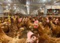 Bisa Diakses Gratis, Buku Panduan Ternak Ayam Petelur Cage-Free Resmi Diterbitkan 
