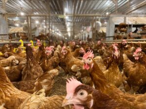 Bisa Diakses Gratis, Buku Panduan Ternak Ayam Petelur Cage-Free Resmi Diterbitkan 