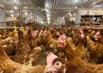 Bisa Diakses Gratis, Buku Panduan Ternak Ayam Petelur Cage-Free Resmi Diterbitkan 