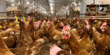 Bisa Diakses Gratis, Buku Panduan Ternak Ayam Petelur Cage-Free Resmi Diterbitkan 