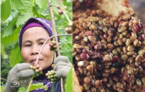 Jaga Ekosistem Gunung Salak, Absolute Coffee Sulap Kopi Cipeuteuy Jadi Komoditas Berkelas