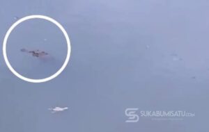 Sering Muncul di Dekat Kandang Ayam, Buaya ‘Teror’ Warga Cidadap Simpenan
