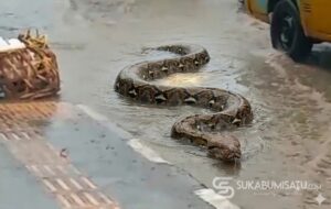 Geger! Ular Sanca Muncul Depan Sekre AMS Cibadak saat Banjir Menggenang, Warga: Sudah Lima Kali Keluar