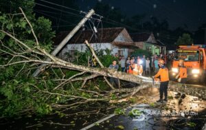 Pohon Karet Tumbang di Sagaranten, Akses Jalan Menuju Cidolog Sempat Lumpuh dan Tiang WiFi Ambruk