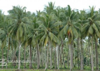 Dugaan ‘Mafia Tanah’ Berkedok Plasma di Surade: Mantan Camat Bungkam, Pembeli Lahan HGU PT Makrie Inti Menjerit Terpental
