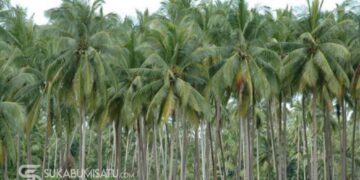 Dugaan ‘Mafia Tanah’ Berkedok Plasma di Surade: Mantan Camat Bungkam, Pembeli Lahan HGU PT Makrie Inti Menjerit Terpental