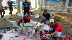 Idul Adha Berkah: Perumda TJM Sukabumi Salurkan Hewan Kurban untuk Ratusan Pegawai dan Warga