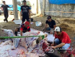 Idul Adha Berkah: Perumda TJM Sukabumi Salurkan Hewan Kurban untuk Ratusan Pegawai dan Warga
