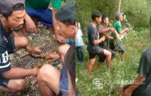 Geger! Buaya Muda Sepanjang 1 Meter Muncul di Kali Cibatu Sukabumi, Warga Dua Kampung Turun Tangan
