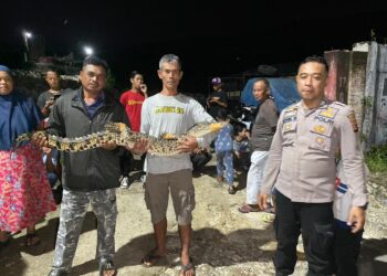 Heboh! Warga Dua Kampung di Cibadak Sukabumi Gotong Royong Tangkap Buaya 1,5 Meter di Kali Cibatu