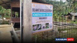 Sukses! Lewat Metode Stripping, Petani Binaan Star Energy Geothermal Sukabumi Berhasil Tetaskan 3.000 Ikan Torsoro