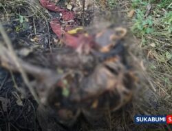 Geger, Warga Sagaranten Temukan Mayat di Rumpun Belukar, Siapakah Remaja Perempuan Itu?
