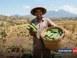Kemarau Bawa Berkah Ekonomi: Harga Mentimun di Sukabumi Meroket hingga Rp13 Ribu per Kg