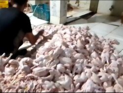 Dapur MBG Kembali Berjalan, Harga Ayam Potong di Sukabumi Merangkak Naik