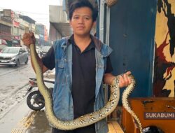 Ular Piton Sepanjang 2 Meter Muncul dari Gorong-gorong Cibadak Saat Hujan