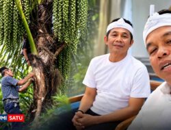 KDM Instruksikan Kades Data Pohon Aren di Jabar, Janji Dibeli Pemprov Demi Ekologi