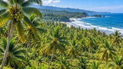 Strategi Peremajaan (Re-Planting) Kelapa Buah Berkelanjutan di Pesisir Pantai Selatan Jawa Barat